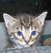 Katzenbaby 2