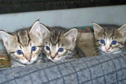 Katzenbabys 2