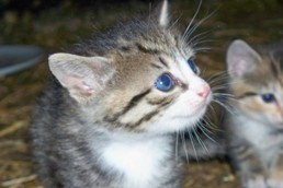 Katzenbaby 3